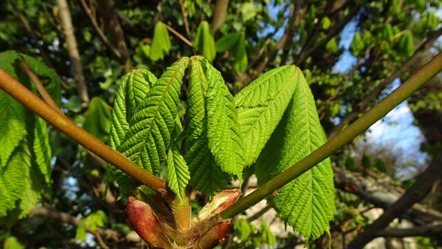 Foto: ©  Silvia Plischek