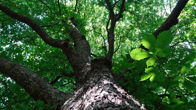Die gigantische Baumkrone, ... ein eindrucksvoller Schattenspender und idealer Kraftplatz. | Foto: ©  Silvia Plischek