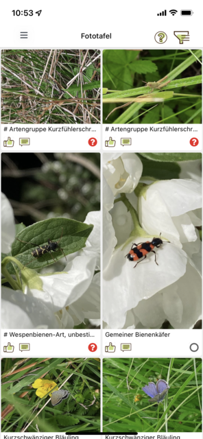 Unser App-Tipp der Woche "Naturbeobachtung.at" ist die App des Naturschutzbundes zur Beobachtung von Österreichs Fauna und Flora. Mit der App wird man Teil des Citizen Science-Projekts. | Foto: Screenshot