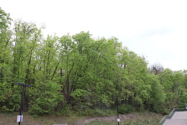 Aufschrei der Kritiker: Im westlichen Teil des Burschlwaldes (unterhalb der Gemeindestraße) in Landeck müssen 40 Bäume gefällt werden. | Foto: Othmar Kolp