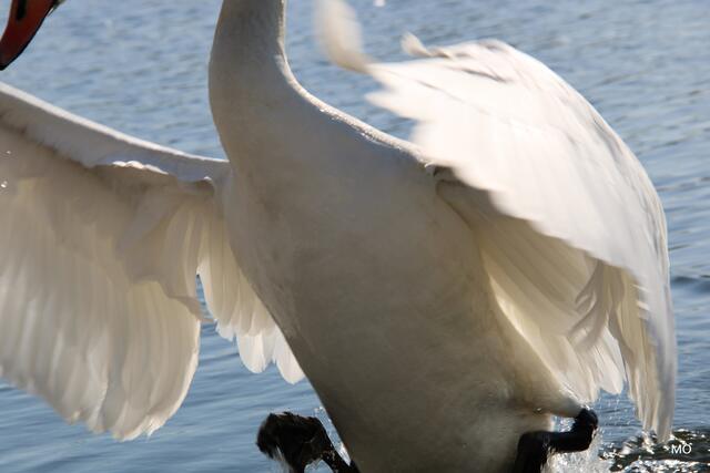 Ein Sprung ans Ufer