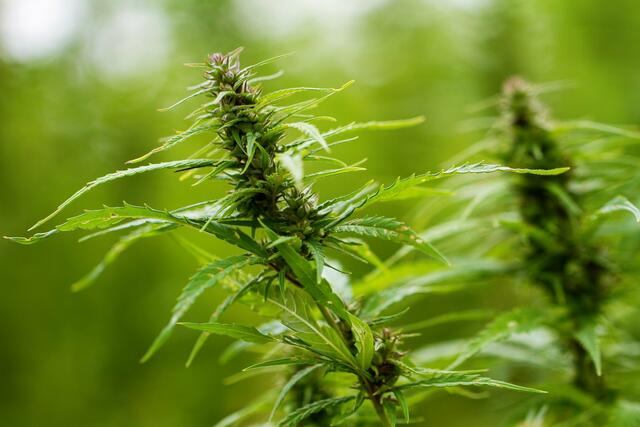 Cannabis ist die meistkonsumierte illegale Droge in Tirol. | Foto: Pixabay/NickyPe (Symbolbild)