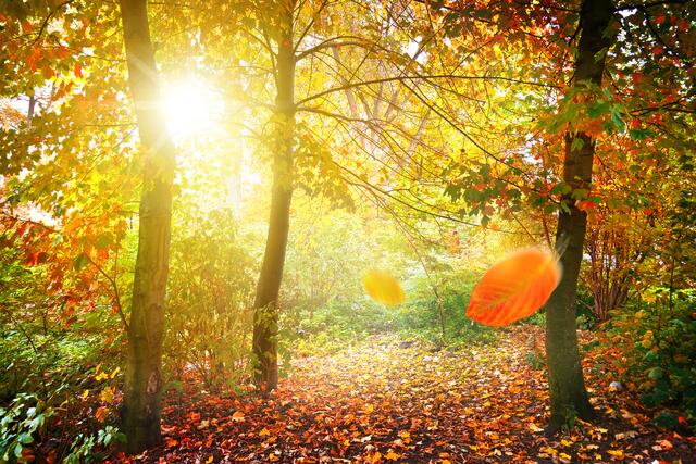 Der Wald verändert sich mit dem Klimawandel.  | Foto: Tom Bayer.stock.adobe.com