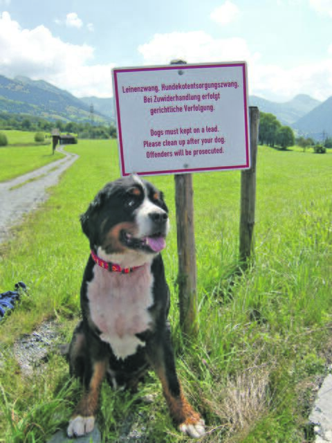 Wenige unachtsame Hundebesitzer verursachen großen Schaden in der Landwirtschaft. | Foto: Johanna Montlitzer