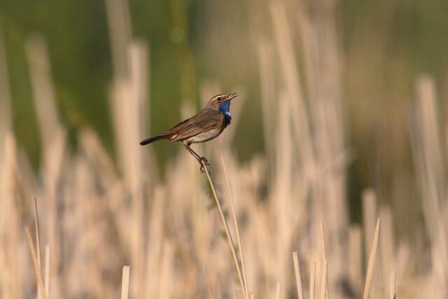 Das Weißsternige Blaukhelchen zählt in Österreich zu den bedrohten Arten und soll in Enns durch gezielte Maßnahmen gefördert werden.  | Foto: Mag. Harald Pfleger