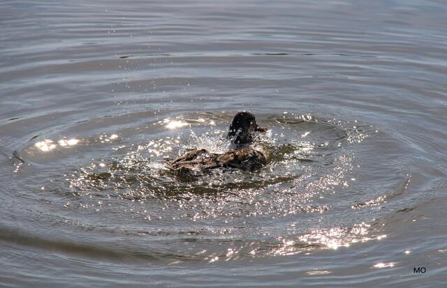 Eintauchen ins Wasser