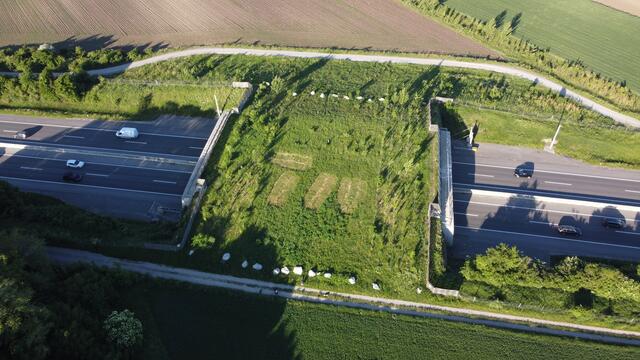Autobahnen erschweren Wildtieren die Fortbewegung. Auf Grünbrücken können sie sicher auf die andere Seite kommen. | Foto: Umweltbundesamt/Gebhard Banko