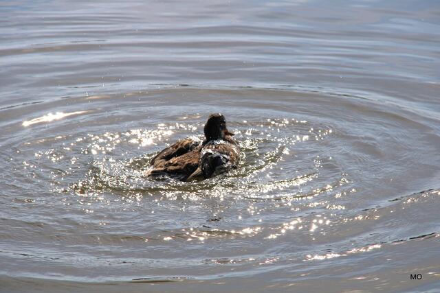 Auftauchen und weiter baden....