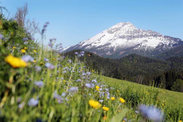 Der Naturpark Ötscher-Tormäuer ist der größte Niederösterreichs und zeichnet sich durch eine enorme Vielfalt aus. | Foto: Franz Wein