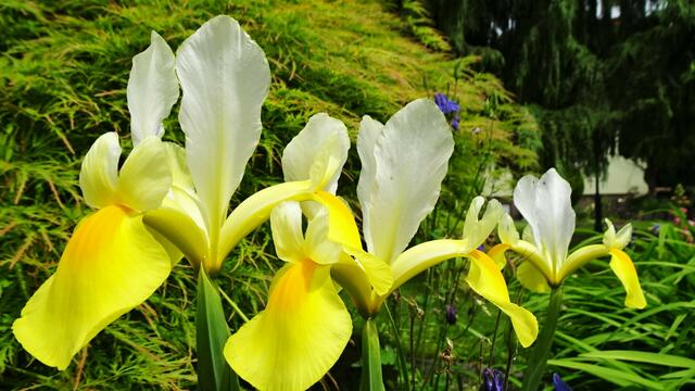 Oft sind die Dom- und Hängeblätter unterschiedlich in der Farbe. ... | Foto: S.Plischek