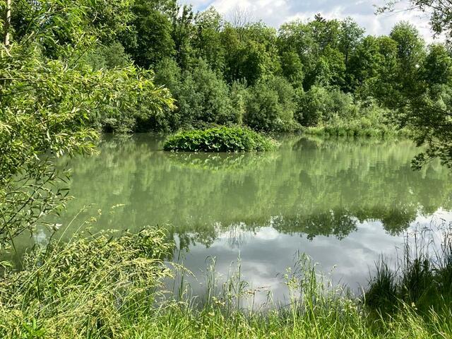 Naturschutzgebiet Steyr Wehrgraben. | Foto: Privat