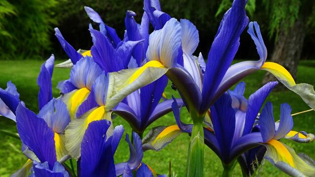 Alle Irisblüten bestehen aus drei hochstehenden Domblättern und drei waagrechten oder nach unten gebeugten Hängeblättern. ...
 | Foto: S.Plischek
