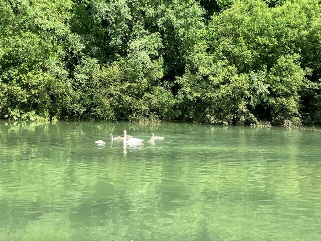 Schwanenfamilie im Naturschutzgebiet Steyr Wehrgraben. | Foto: Privat