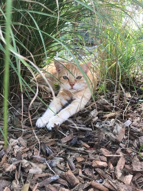 Vor Ort kann man sich zum Beispiel zum Thema Katzen beraten lassen. | Foto: Stadt Wels