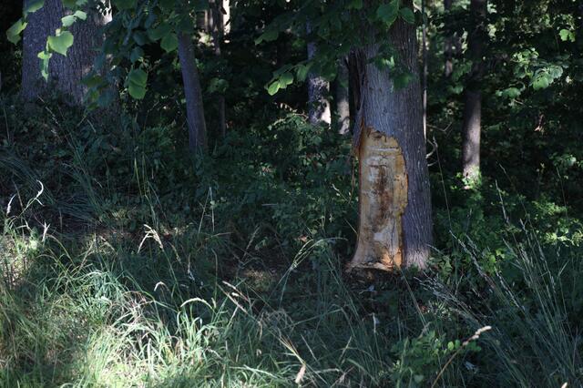 Ein BMW ist in Pennewang von der Straße abgekommen und längsseitig gegen einen Baum gekracht. | Foto: laumat.at