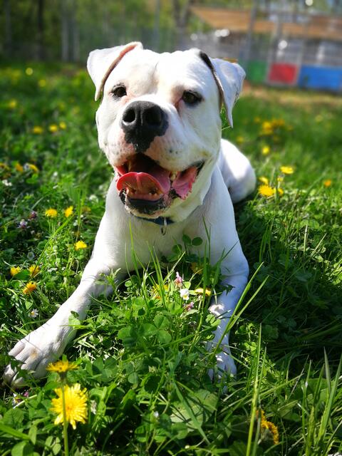 Ein Großteil der im Heim untergebrachten Hunde werden beim Tag der offenen Tür vorgestellt. | Foto: Stadt Wels