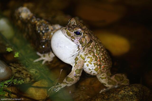 Die seltene Wechselkröte zählt zu den außergewöhnlichen Bewohnern im Linzer Industriegebiet. | Foto: Huebauer