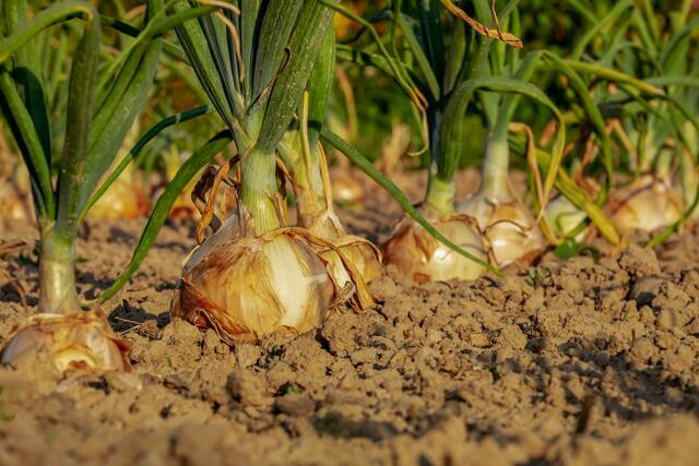 Schüler widmeten sich voll und ganz der Natur.
 | Foto: Ilona Frey/Unsplash