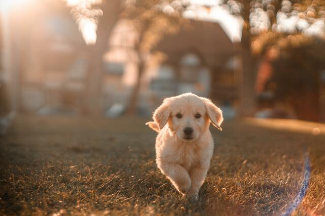 Wenn du überlegst, dir bald einen Hund zuzulegen, gibt es bald einiges zu beachten.  | Foto: unsplash.com 