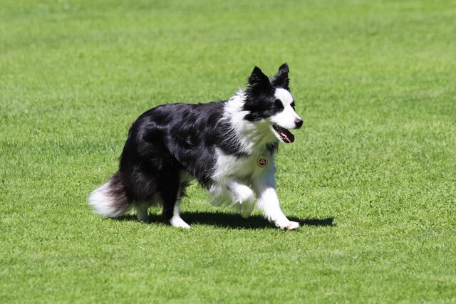 Foto: ÖHV Hundesportverein Eberschwang