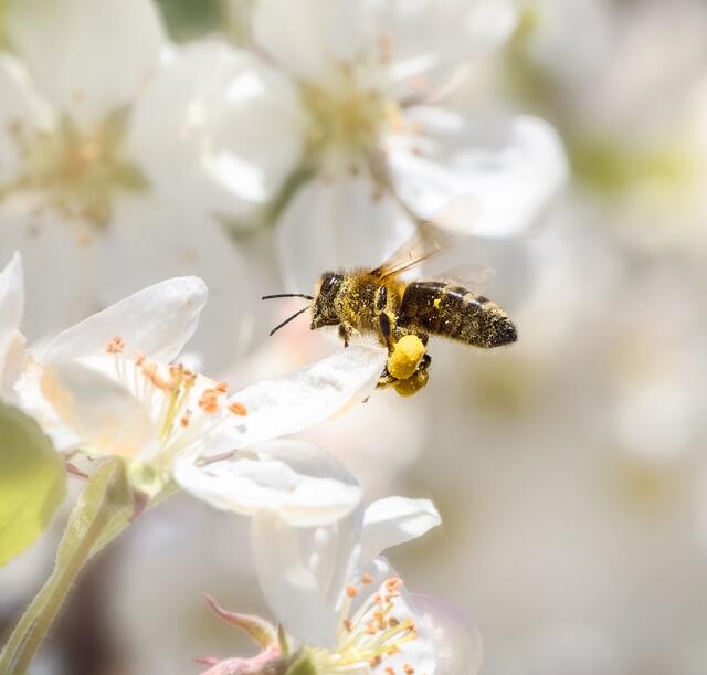 Ob Apfel-, Kirsch- oder Marillenbaum – Bienen und andere Insekten sind wichtig für die Bestäubung unserer Obstbäume. | Foto: Foto: PantherMedia/manfredxy