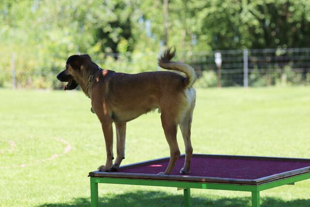 Foto: ÖHV Hundesportverein Eberschwang