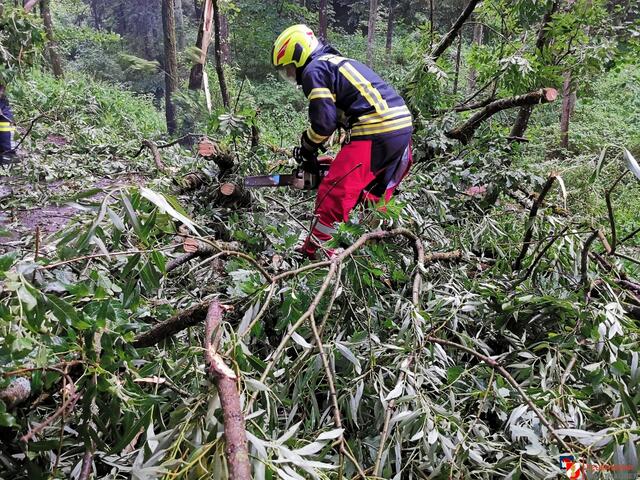 Die Feuerwehr Mauthausen beseitigte am nächsten Tag Bäume von der Fahrbahn. | Foto: FF Mauthausen