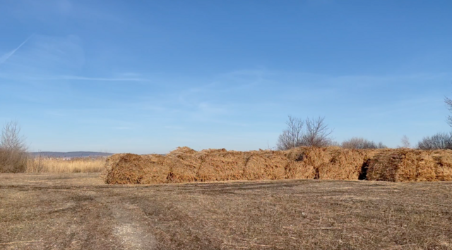 Das Schilfschneiden am Neusiedler See hat eine lange Tradition. | Foto: Kathrin Haider