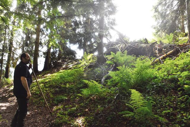 Markus Hubner vor einem abgestorbenem Baum. Das Totholz dient vielen Lebewesen als neue Heimat. | Foto: Thomas Fuchs