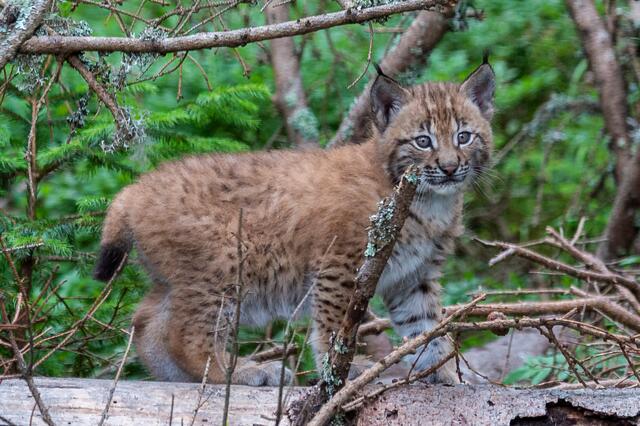 Das Luchsbaby am Wilden Berg Mautern erkundet schon neugierig das Gehege.  | Foto: Tintimax-Photography