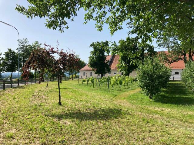 Gerade an heißen Tagen ist es erholsam, durch die Spaliere des Obstsortengartens zu streifen. Derzeit ist der Garten allerdings aufgrund einer Baumsanierung geschlossen. | Foto: Verein Hortus
