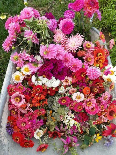 Gegen eine freiwillige Spende können am Blumenfeld der Familie Pölzl in Wippelsach Blumen gepflückt werdne.