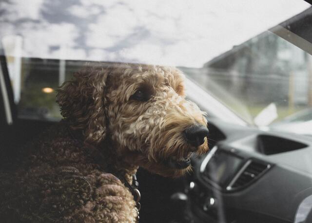 In Währing wurde ein Hund in einem Auto sich selbst überlassen. Vorfälle wie diese kommen in ganz Wien nach wie vor viel zu oft vor. (Symbolbild) | Foto: Unsplash/Jonathan Cooper