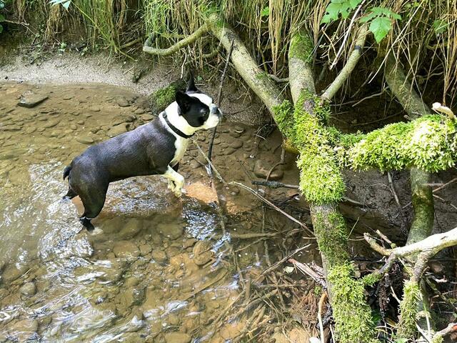 Mit den Pfoten im Bach: Das ist Abkühlung an heißen Tagen für Boston Terrier-Hündin Finja. | Foto: BRS/Wiesbauer