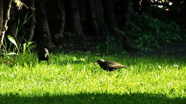 ... ist eine Starenfamilie bei der Mahlzeit! ;-) ... | Foto: S.Plischek