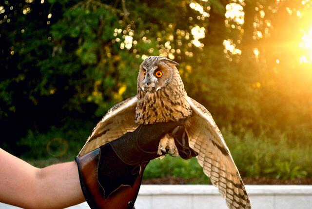 Ziel der Greifvogel- und Eulenschutzstation des Naturschutzbundes Oberösterreich ist die Freilassung der aufgepäppelten Schützlinge – Hier eine Waldohreule. | Foto: OAW