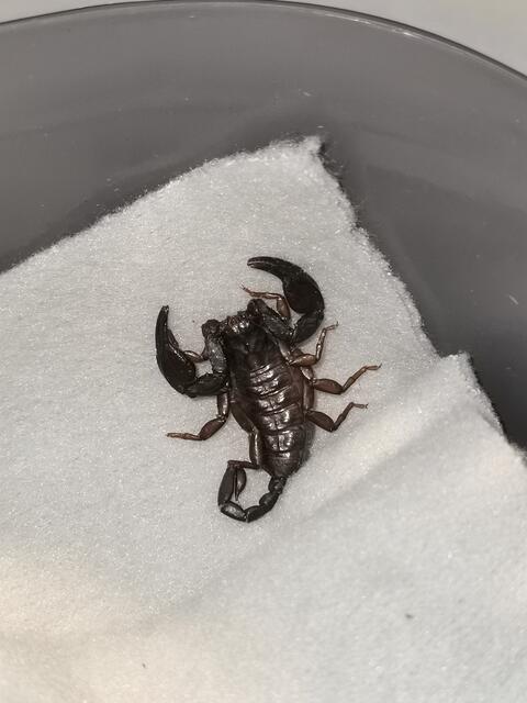 Der Skorpion reiste vermutlich unbemerkt im Urlaubsgepäck nach Linz mit. | Foto: Tierrettung Icara