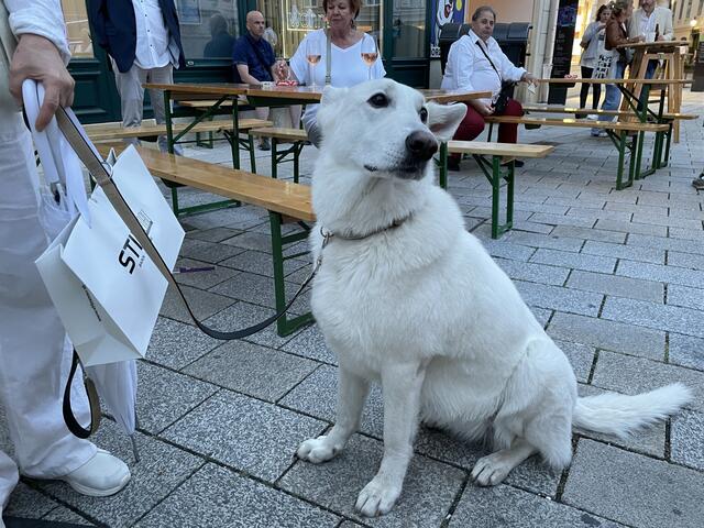 Dieser Wauzi passt farblich perfekt zum Motto. | Foto: Katrin Pirzl