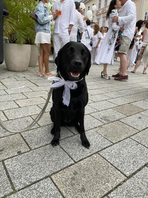 Auch die Vierbeiner hielten sich an den Dresscode. | Foto: Katrin Pirzl
