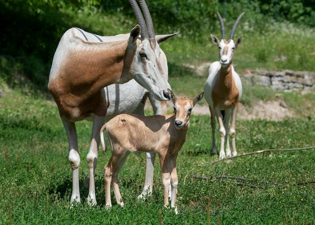 Vor drei Wochen kam die kleine Säbelantilope im Zoo Schmiding zur Welt. | Foto: Zoo Schmiding / Peter Sterns
