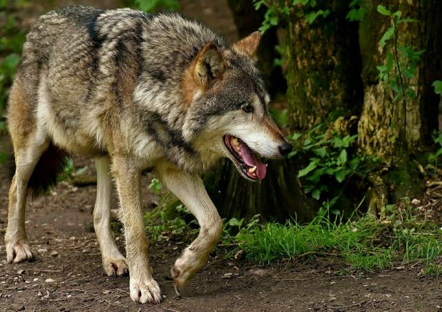 Nach Schafsriss: Ein Wolf aus der italienischen Population wurde genetisch in Nauduers nachgewiesen. | Foto: Pixabay/Alexas_Fotos (Symbolbild)