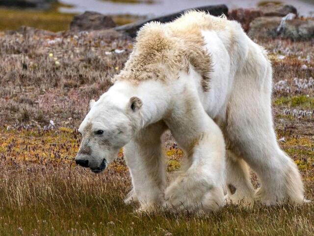 Die einst stolzen Bewohner der Arktis - die Eisbären - sind geschwächt, kränkeln und sind vom Hungertod bedroht. | Foto: National Geographic (CC-Zero)