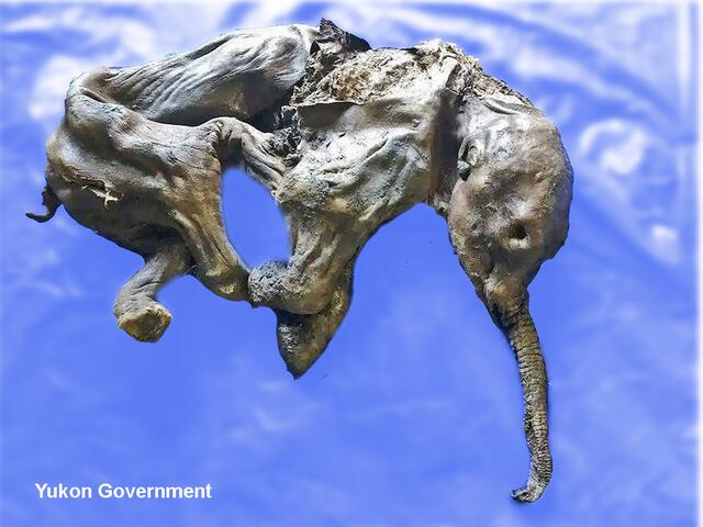 Mitte Juni 2022 wurde dieses 41.000 Jahre im Eis konservierte Mammutbaby vom schmelzenden Permaeis freigelegt. | Foto: Yukon Gouvernment