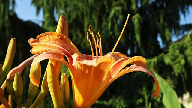Diese pflegeleichte Schönheit aus dem Reich der Hemerocallis verzaubert jeden Garten mit ihrer intensiv orange leuchtenden Blütenpracht. ...
 | Foto: S.Plischek