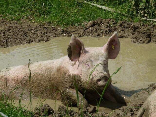 Das sportliche Schwein aus Pichl konnte dem Schlachter gekonnt entgehen – nun fand der Ausbruchsversuch ein jähes Ende. | Foto: Anita Buchriegler