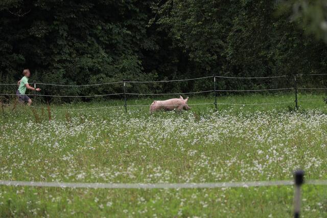 Das sportliche Schwein aus Pichl konnte dem Schlachter gekonnt entgehen – nun fand der Ausbruchsversuch ein jähes Ende. | Foto: laumat.at