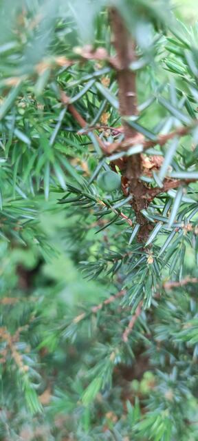 Erste Ernte von Wacholderbeeren, ich freue mich schon auf den intensiven Geschmack. Für eine Wacholderbeeren Kur werden es aber noch zu wenig sein.