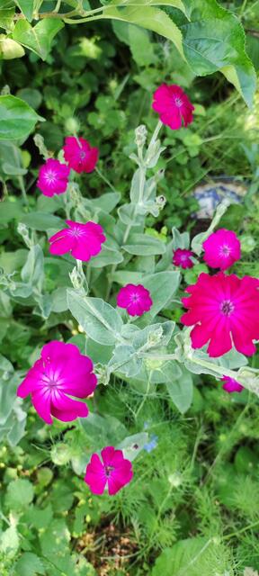 Die Lichtnelke leuchtet in ihrer Signalfarbe, sie strahlt in voller Pracht 