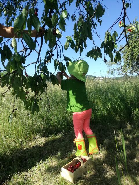 "Kerschtn" schmecken am Besten direkt vom Baum | Foto: Melanie Rottensteiner
