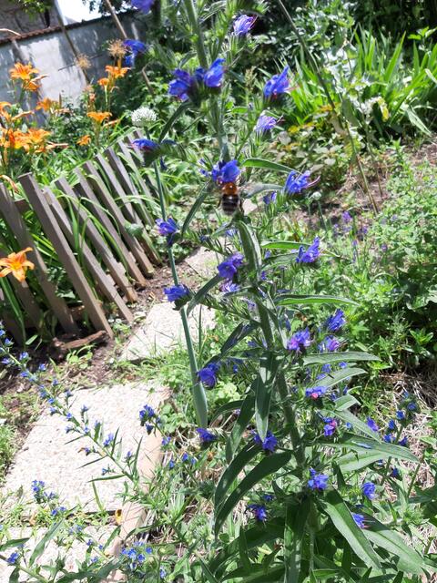 ein Brummer kann auch viel Freude machen😀 | Foto: MJT'75